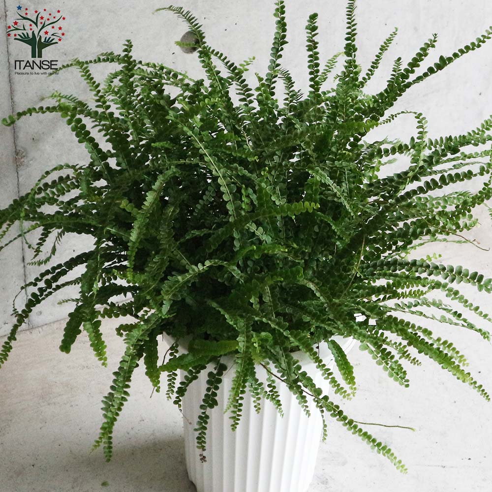 ネフロレピス　7号　シダ系 ネフロレピス 7号 シダ系 インテリアファーン ネフロレピス