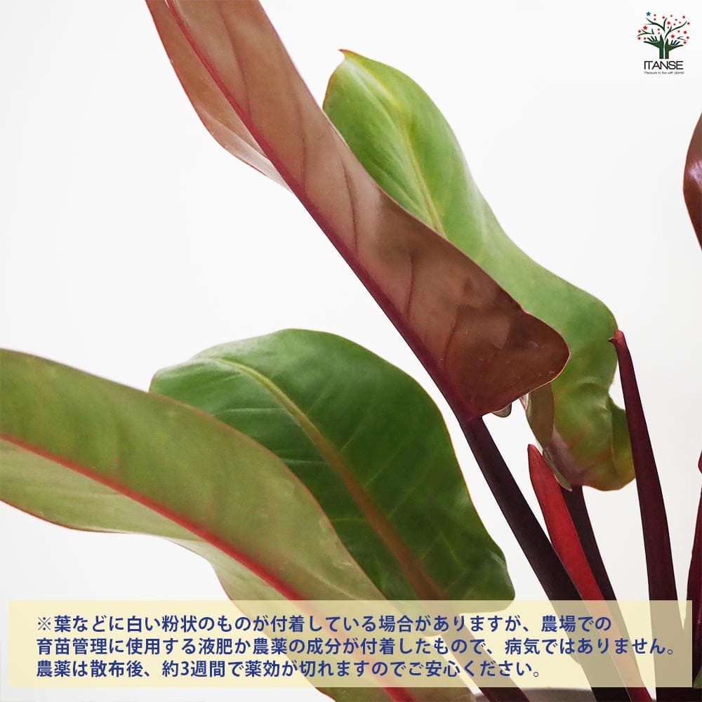 フィロデンドロン プリンスオブオレンジ 【観葉植物 6号／1個売り】