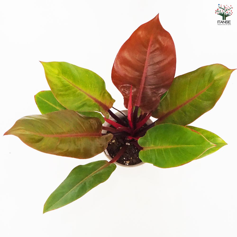 フィロデンドロン プリンスオブオレンジ 【観葉植物 6号／1個売り】