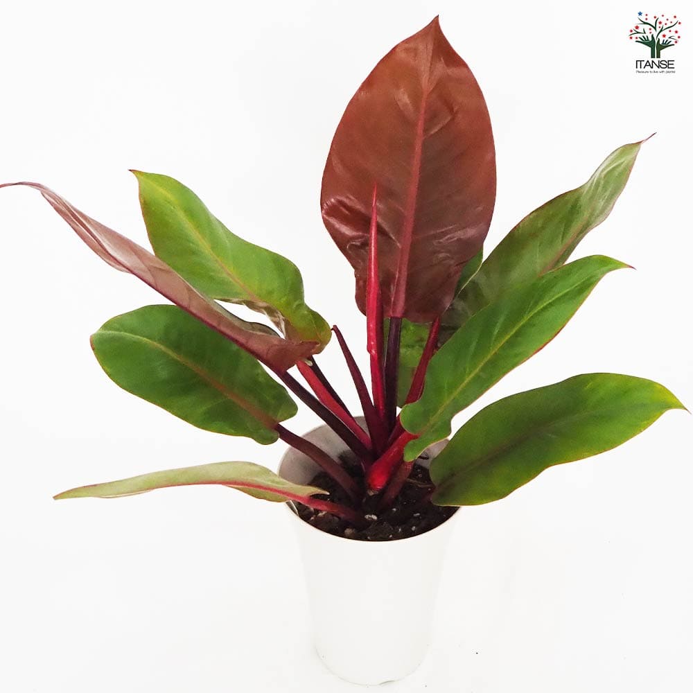 フィロデンドロン プリンスオブオレンジ 【観葉植物 6号／1個売り】