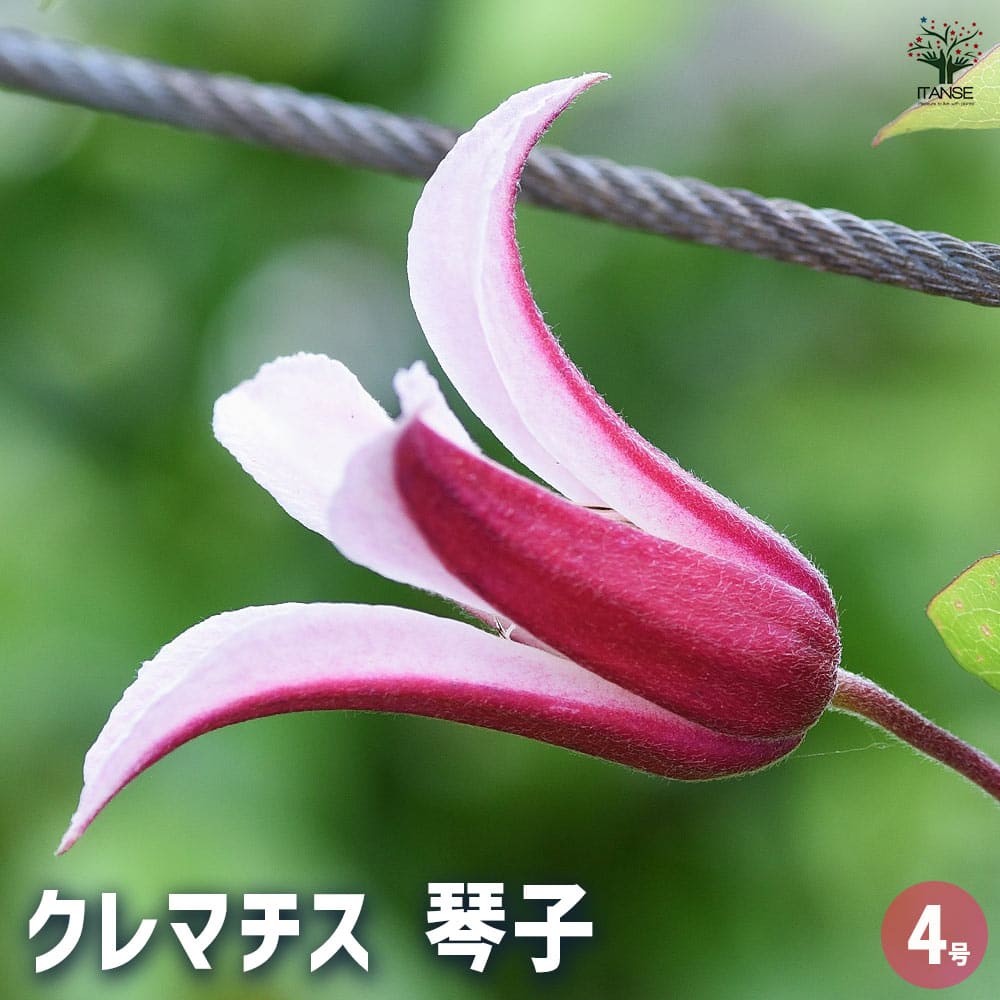 クレマチス 琴子(ことこ) 【花苗 4号／1個売り】｜ 【植物の