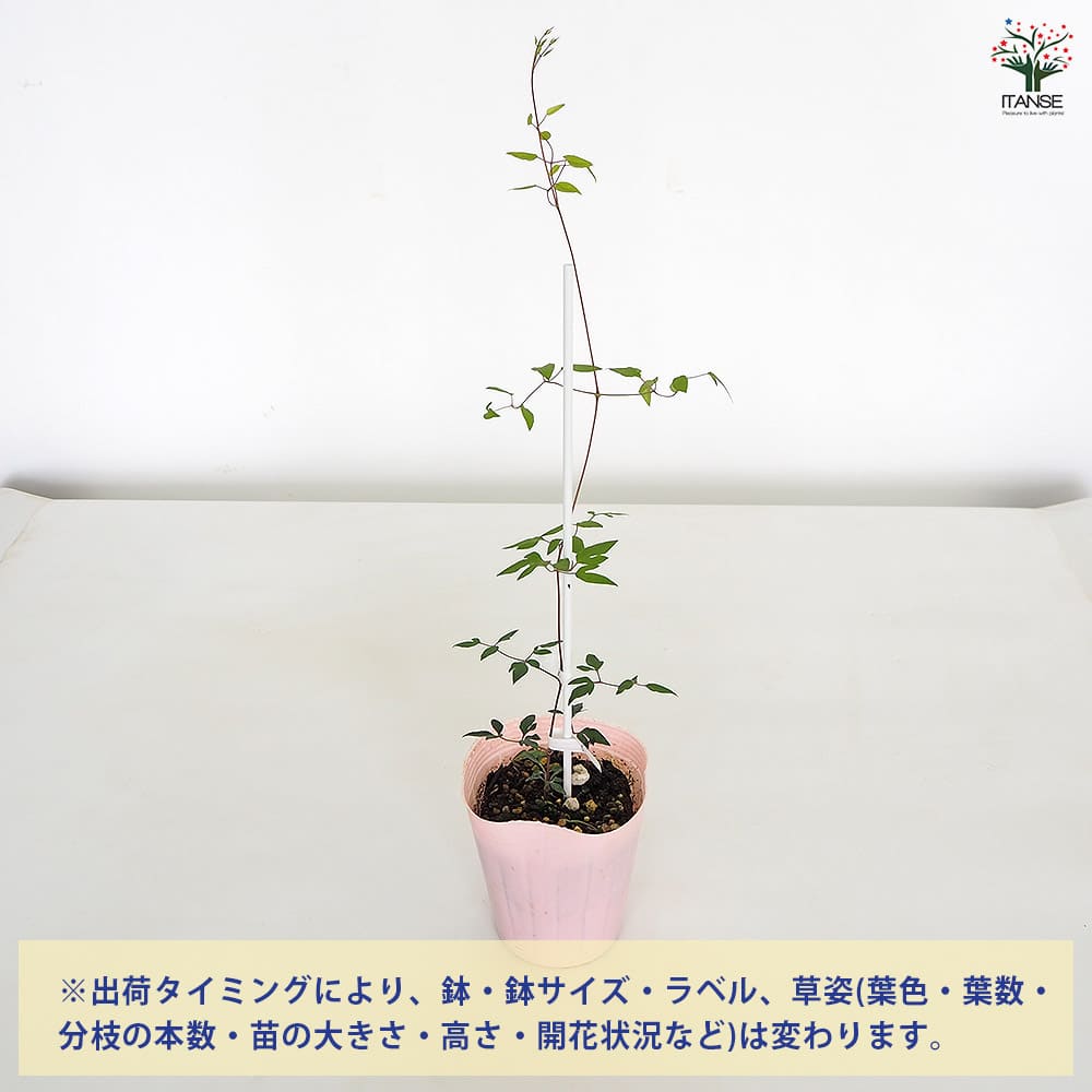 クレマチス 琴子(ことこ) 【花苗 4号／1個売り】｜ 【植物の