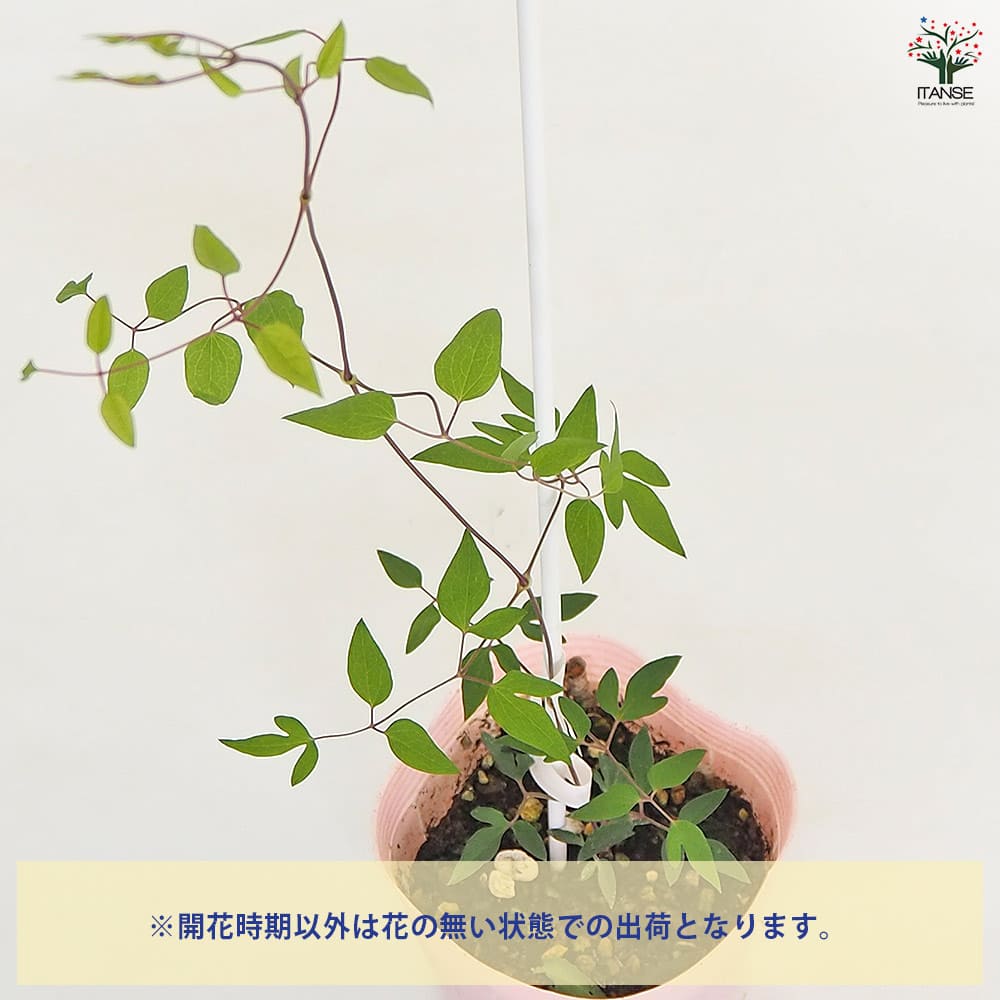 クレマチス 琴子(ことこ) 【花苗 4号／1個売り】｜ 【植物の