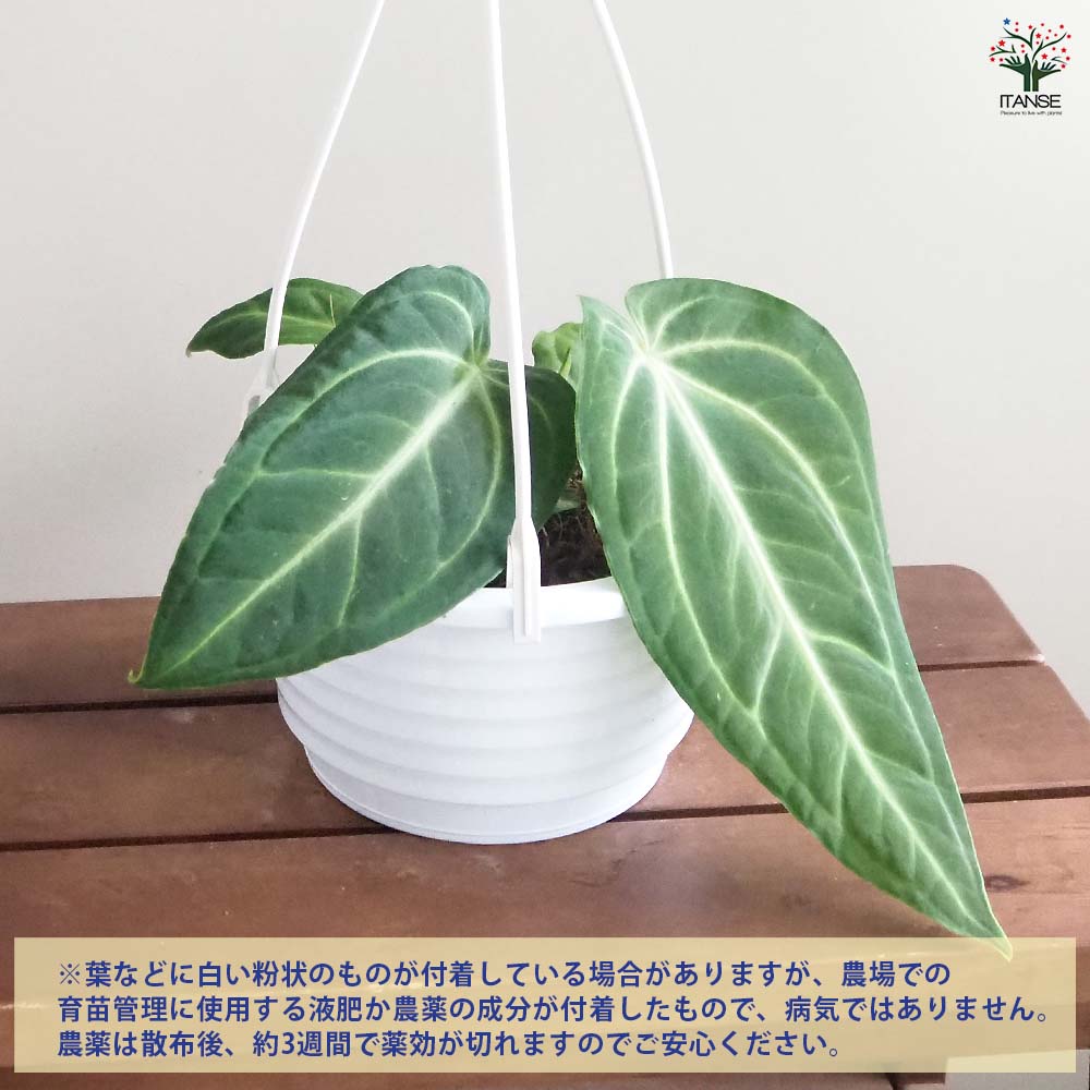 アンスリウム ヴィレナオルム 【観葉植物 5号／1個売り】｜ 【植物の