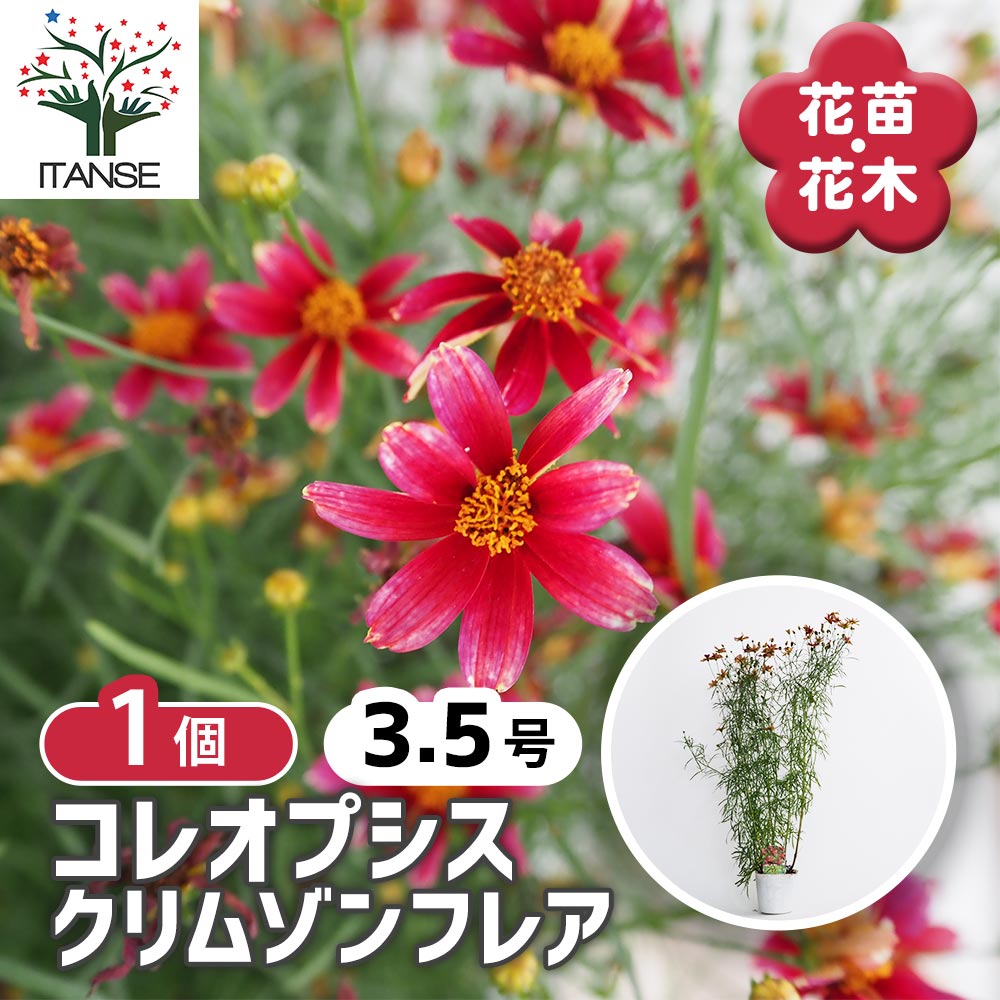 コレオプシス クリムゾンフレア 【花苗 3.5号】｜ 【植物の