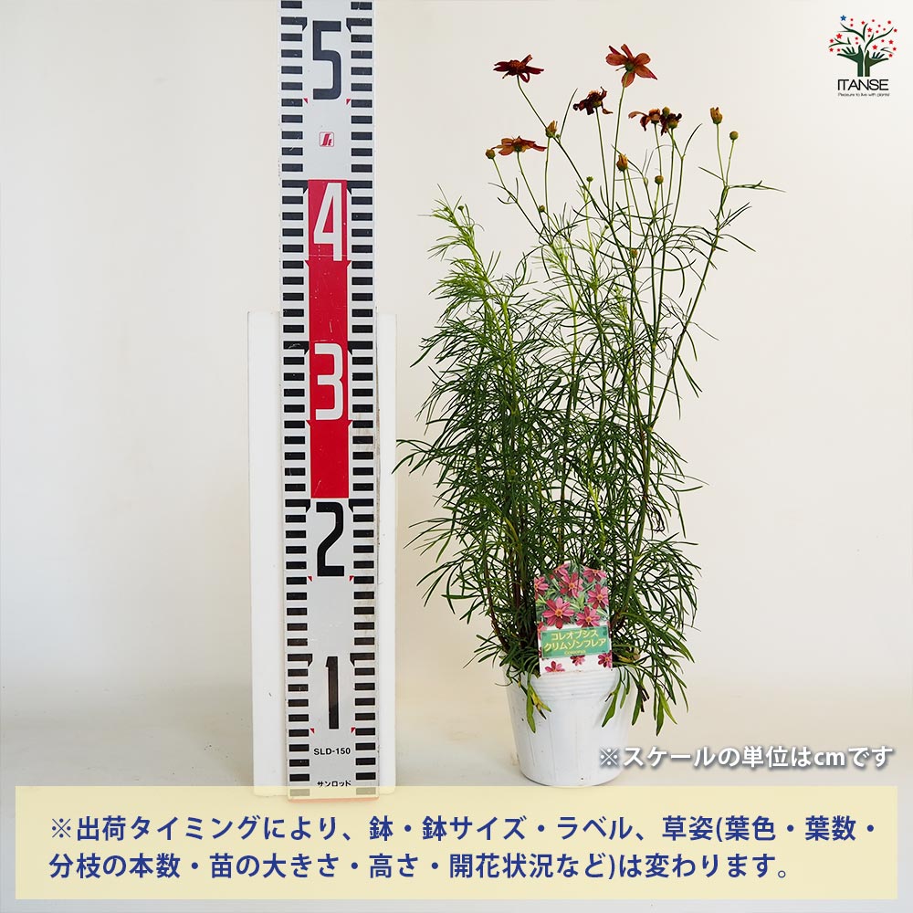 コレオプシス クリムゾンフレア 【花苗 3.5号】