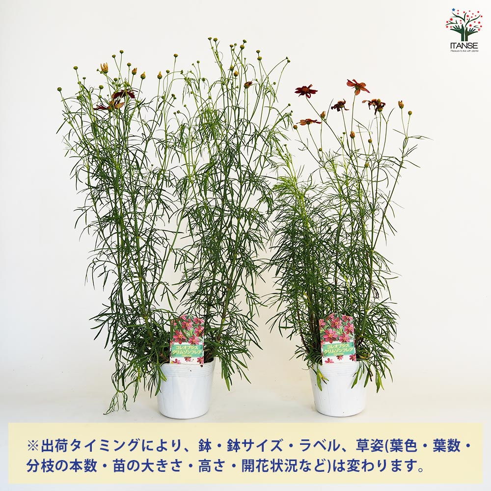 コレオプシス クリムゾンフレア 【花苗 3.5号】