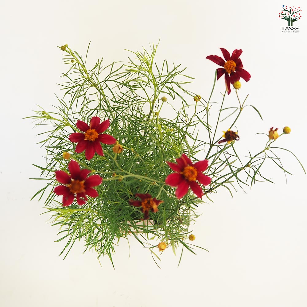 コレオプシス クリムゾンフレア 【花苗 3.5号】