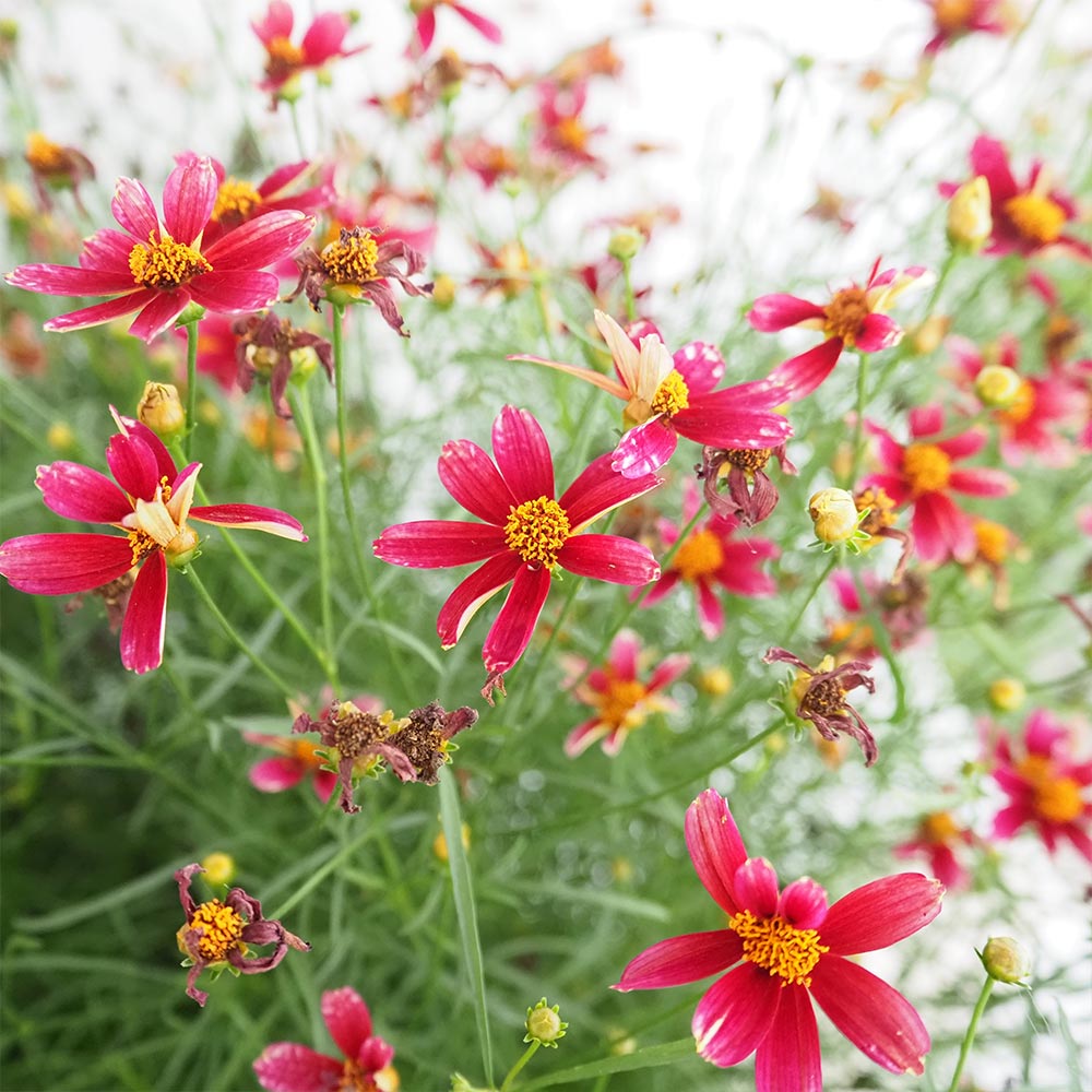 コレオプシス クリムゾンフレア 【花苗 3.5号】