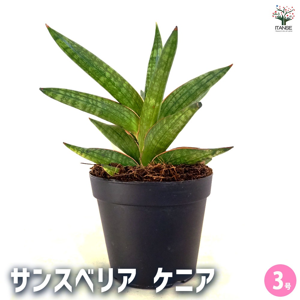 サンスベリア ケニア 【観葉植物 3号／1個売り】｜ 【植物の