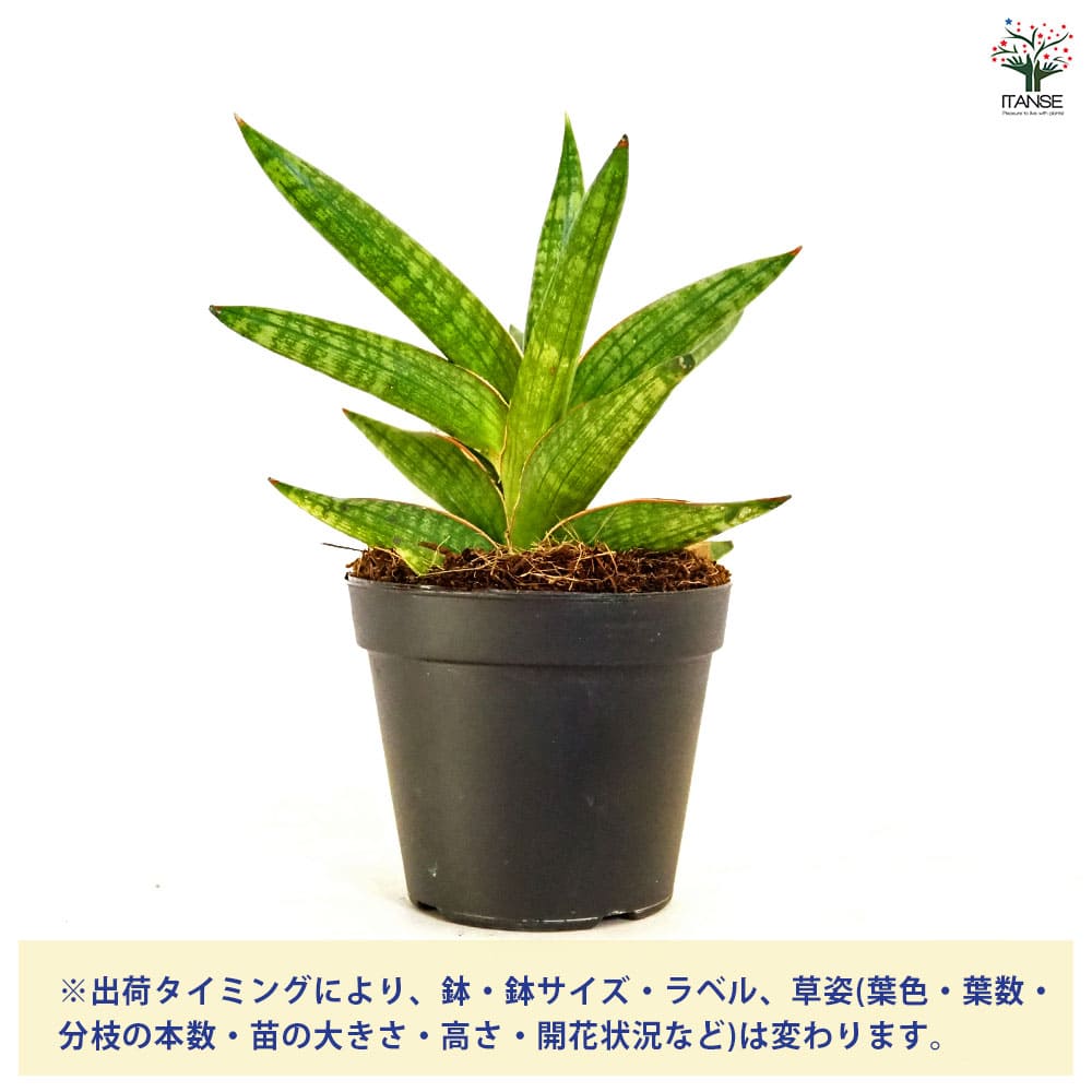 サンスベリア ケニア 【観葉植物 3号／1個売り】
