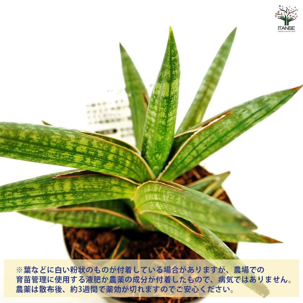 サンスベリア ケニア 【観葉植物 3号／1個売り】
