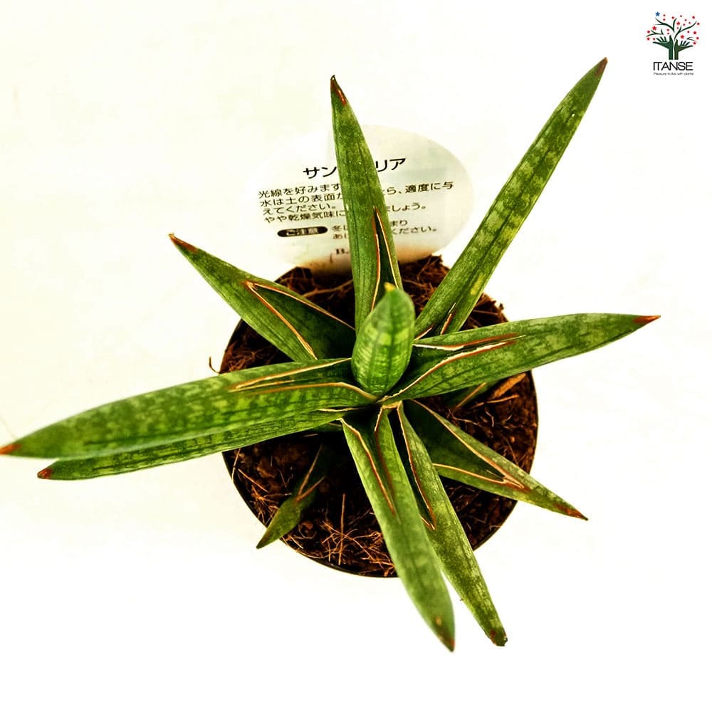 サンスベリア ムモト ケニア 子株付 サンセベリア Sansevieria sp