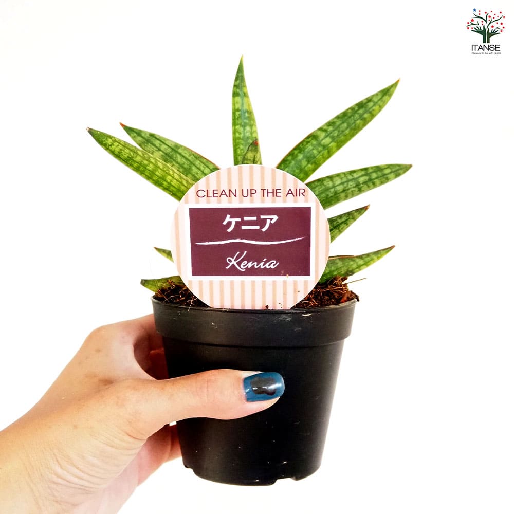 サンスベリア ケニア 【観葉植物 3号／1個売り】