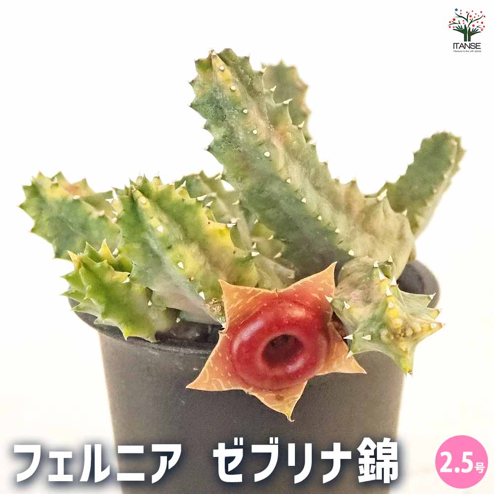 フェルニア ゼブリナ錦 【多肉植物 2.5号／1個売り】｜ 【植物の