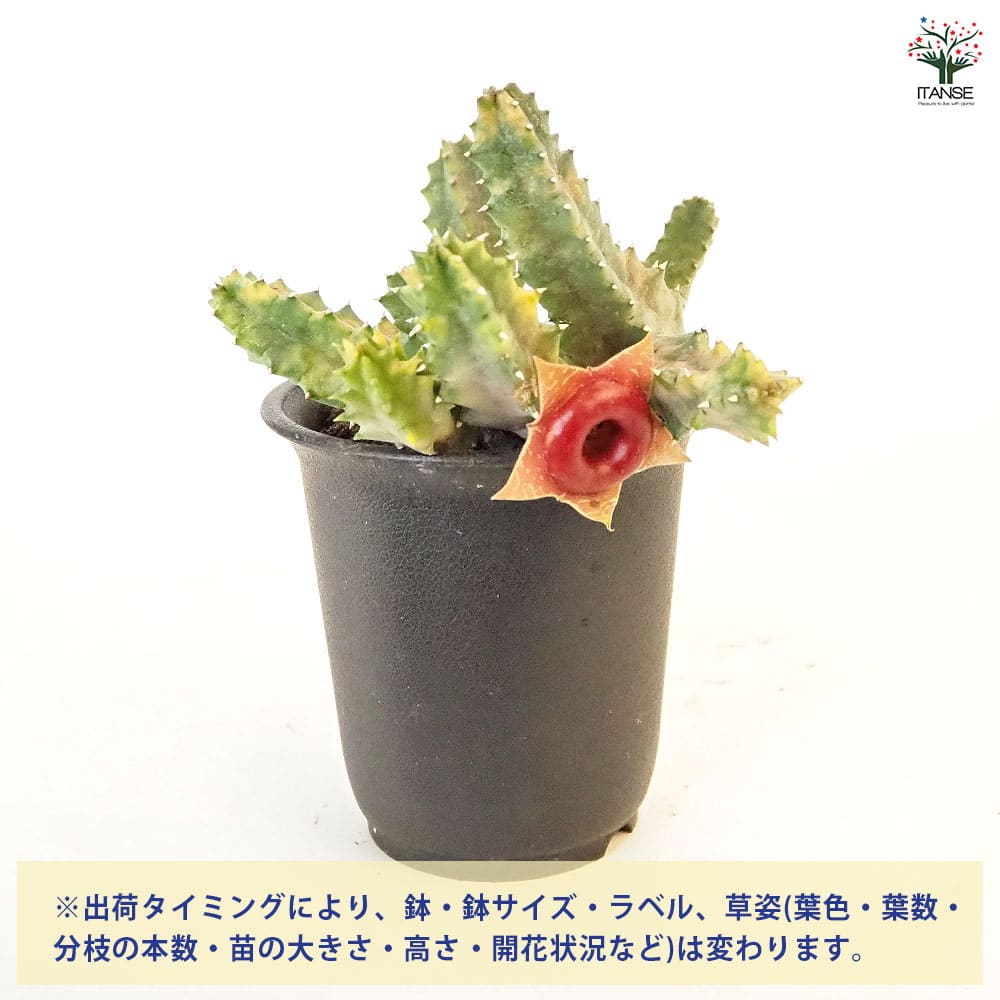 ぷりんの植肉植物 はにわぷりん＆多肉植物｜イキル☆トリコ