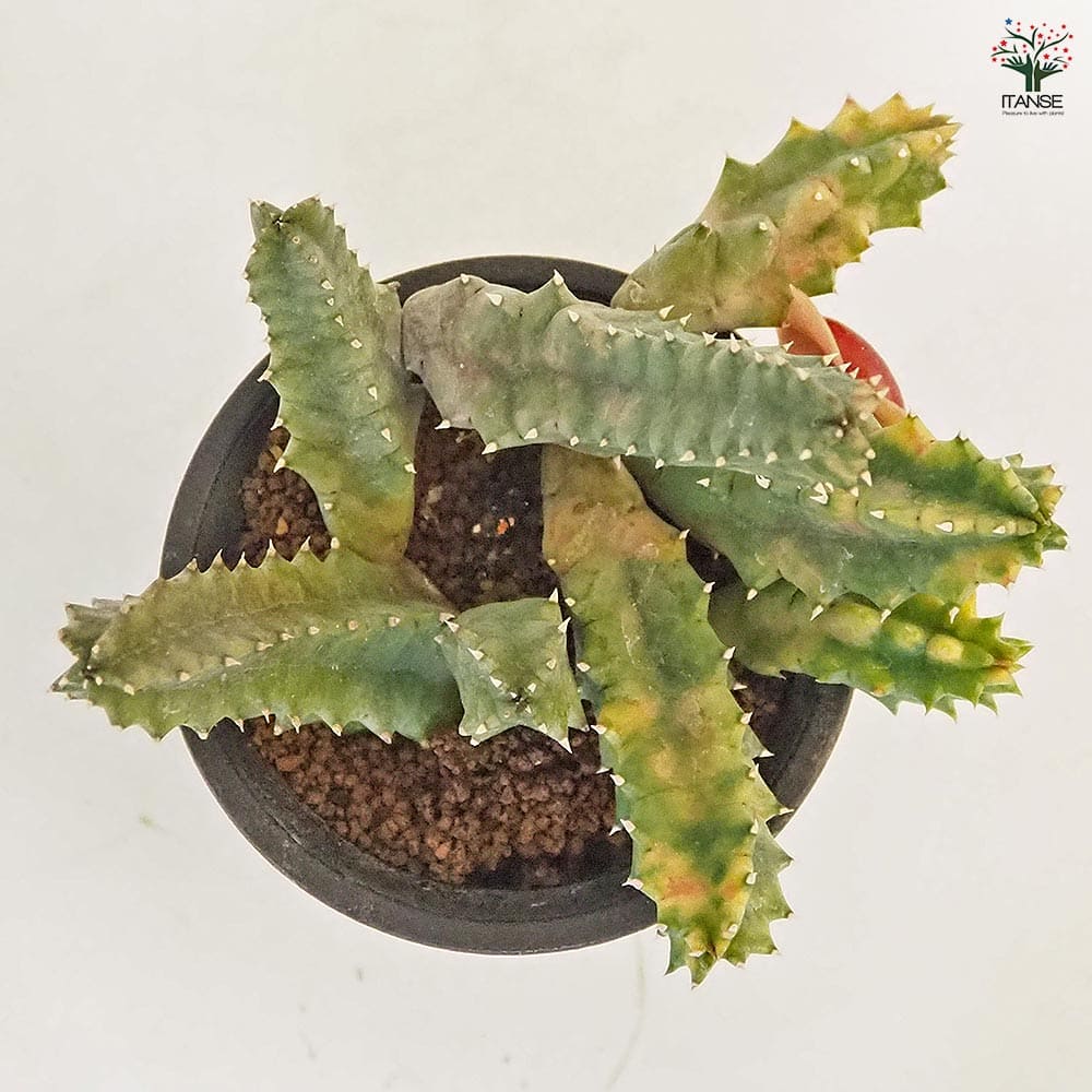 ぷりんの植肉植物 フェルニア ゼブリナ錦 【多肉植物 2.5号／1個売り】｜ 【植物の