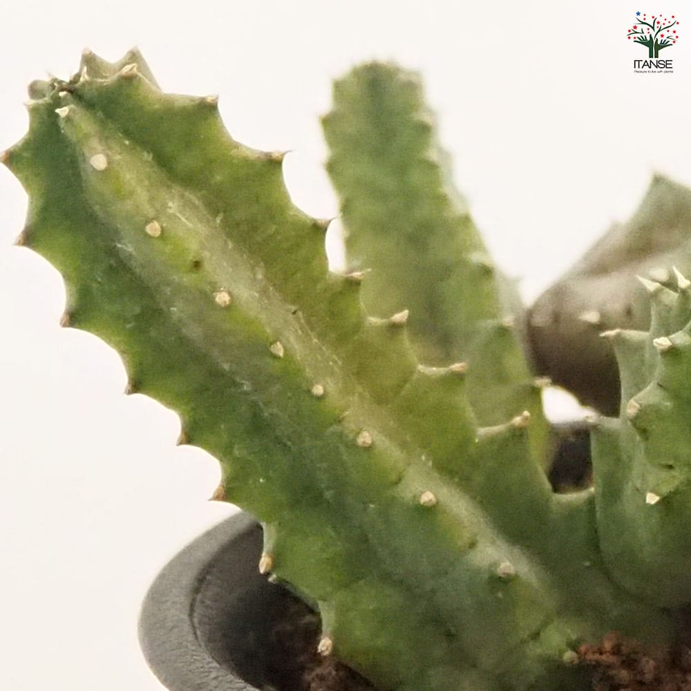 フェルニア ゼブリナ錦 【多肉植物 2.5号／1個売り】｜ 【植物の