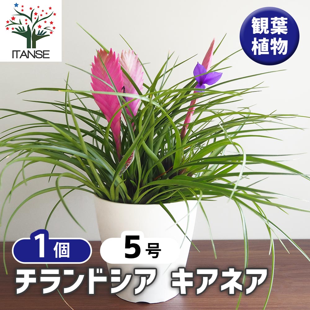 チランドシア キアネア 【観葉植物 5号／1個売り】