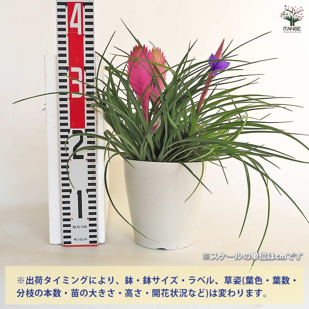 チランドシア キアネア 【観葉植物 5号／1個売り】