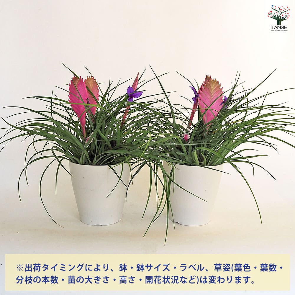 チランドシア キアネア 【観葉植物 5号／1個売り】