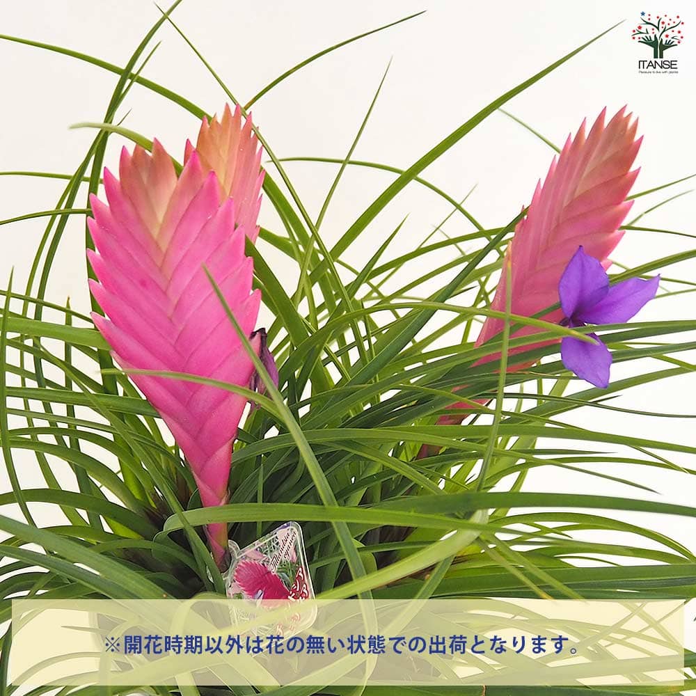チランドシア キアネア 【観葉植物 5号／1個売り】
