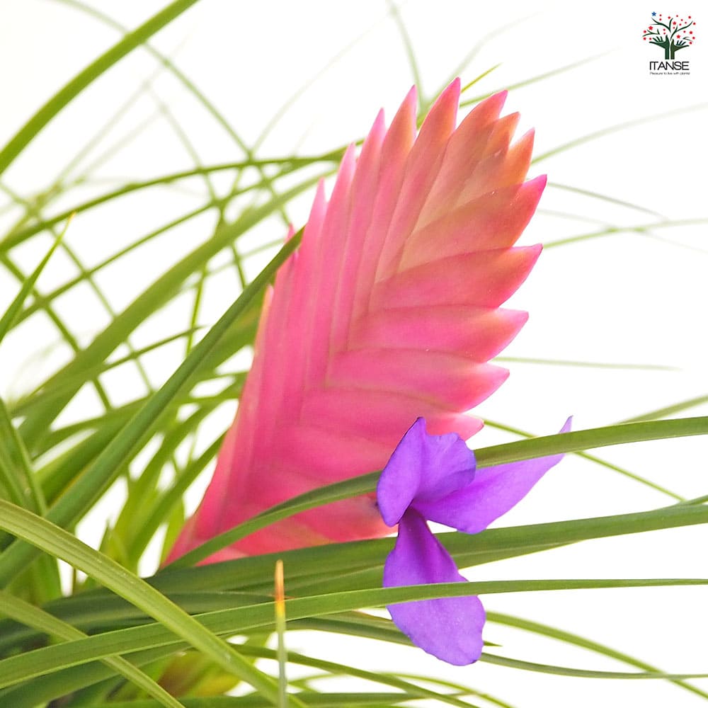 チランドシア キアネア 【観葉植物 5号／1個売り】