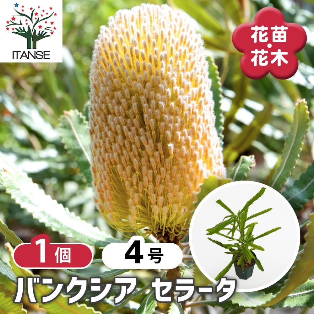 バンクシア セラータ 【花木苗 4号／1個売り】｜ 【植物のITANSE