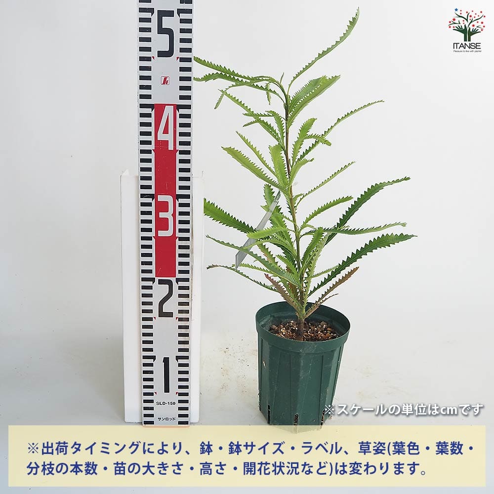 バンクシア セラータ 【花木苗 4号／1個売り】｜ 【植物のITANSE