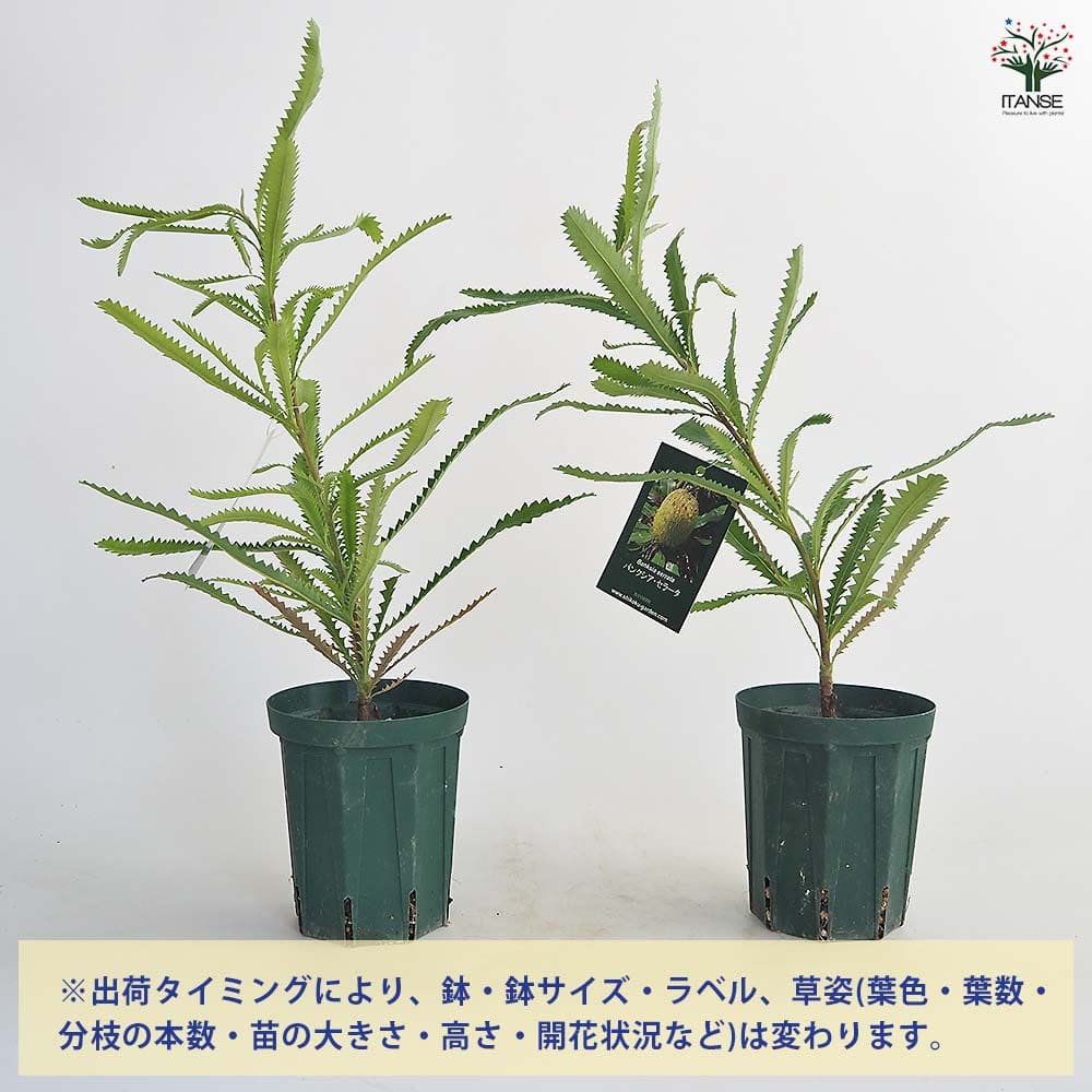 バンクシア セラータ 【花木苗 4号／1個売り】｜ 【植物のITANSE