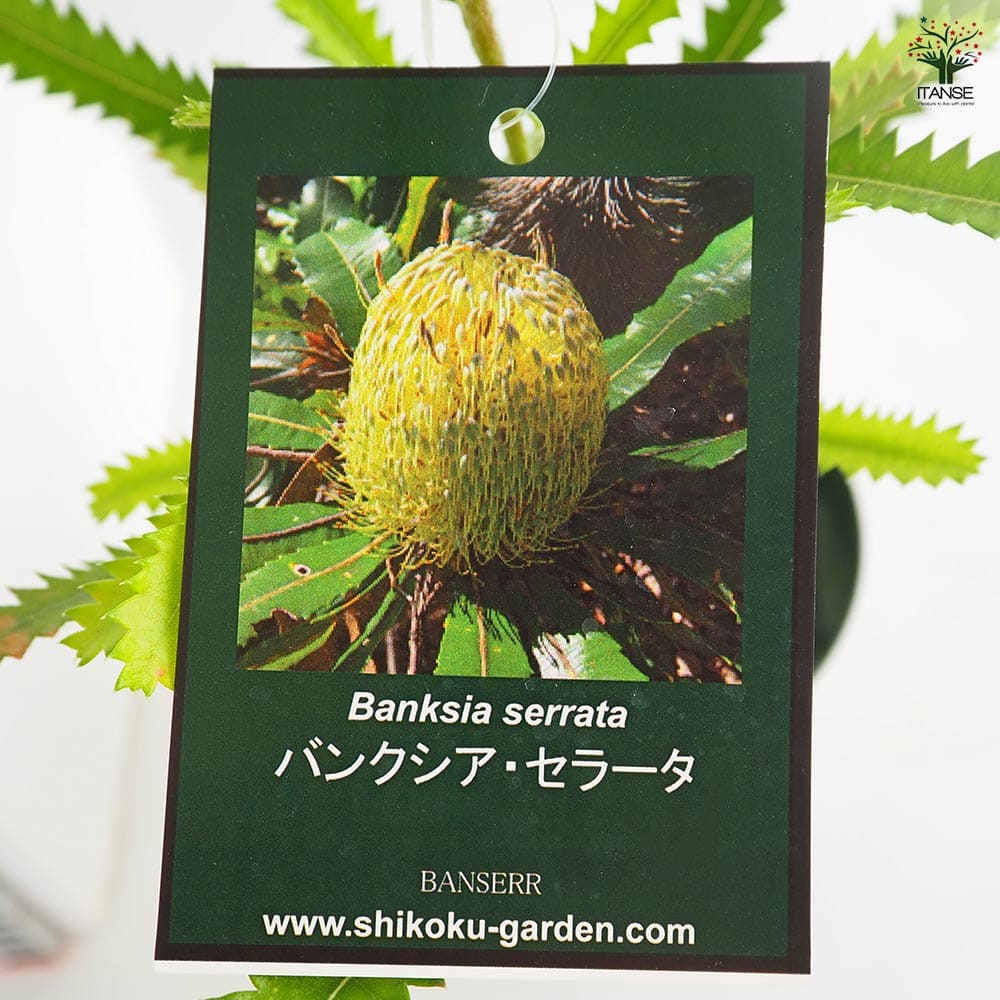 バンクシア セラータ 【花木苗 4号／1個売り】｜ 【植物のITANSE
