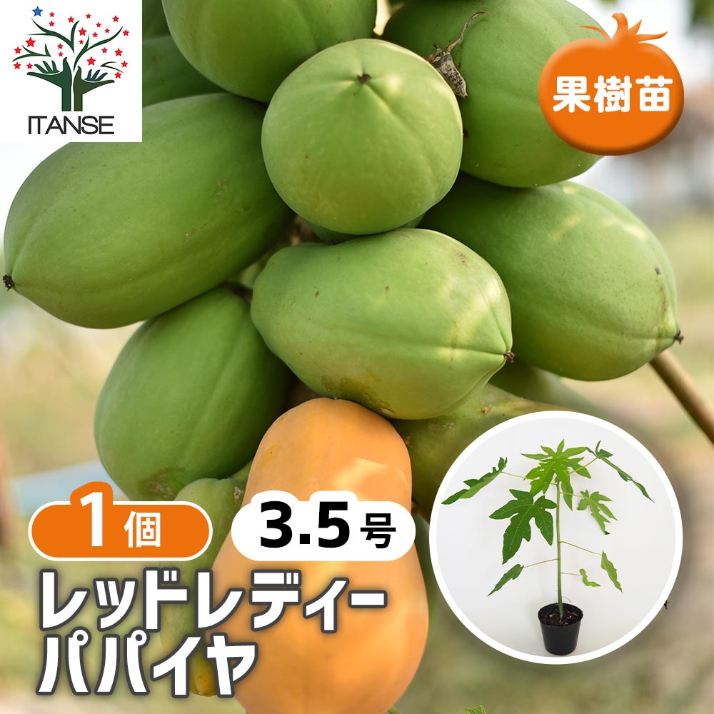 レッドレディ パパイヤ 【果樹の苗 3.5号／1個売り】｜ 【植物の