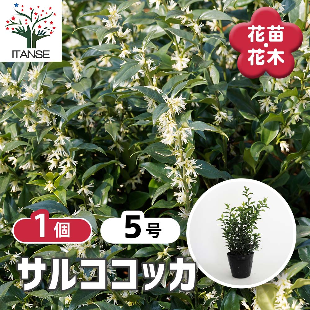 サルココッカ 【花木苗 5号／1個売り】｜ 【植物のITANSE】全品