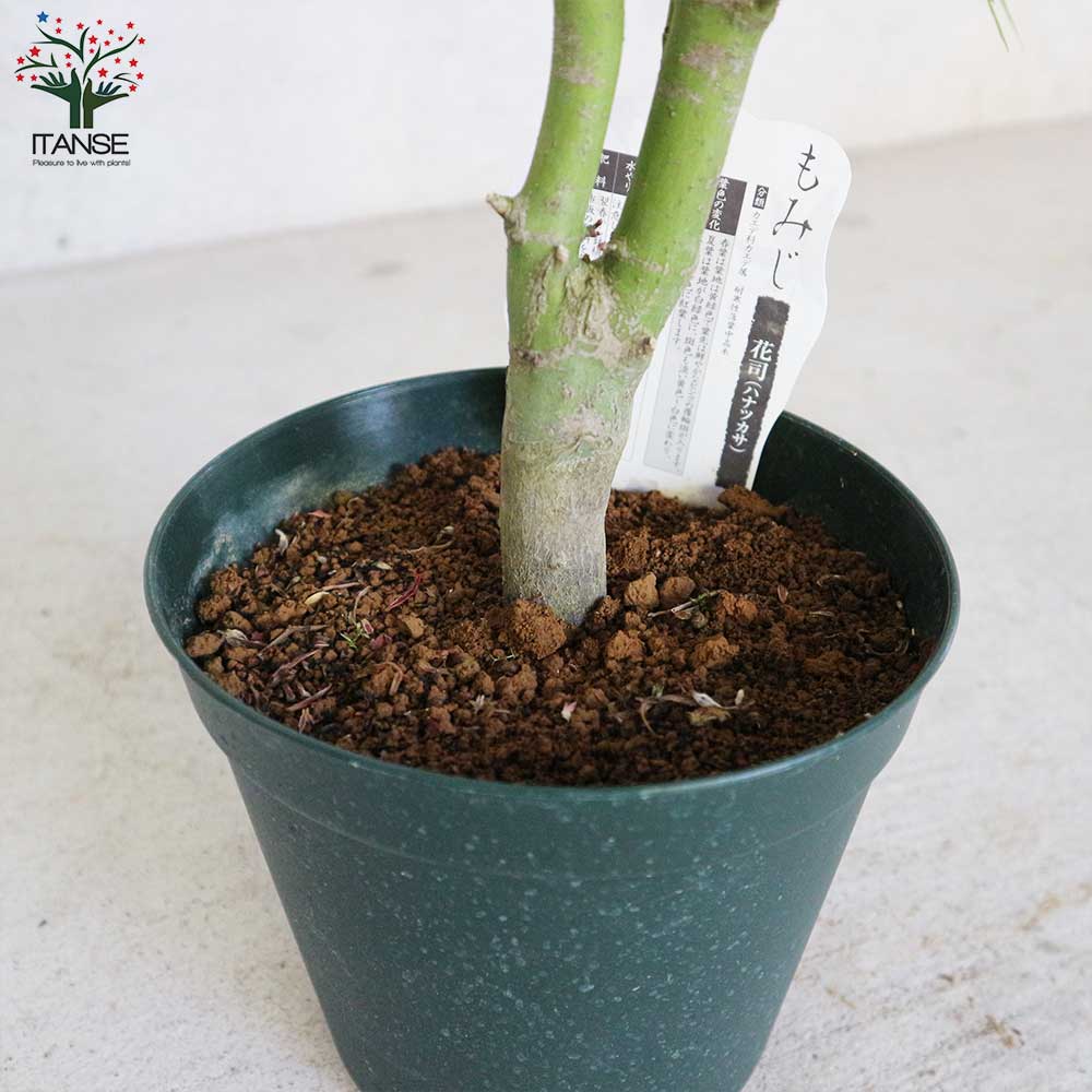 モミジ(カエデ)の苗木 品種：花司（ハナツカサ）【庭木 6号鉢 接木苗