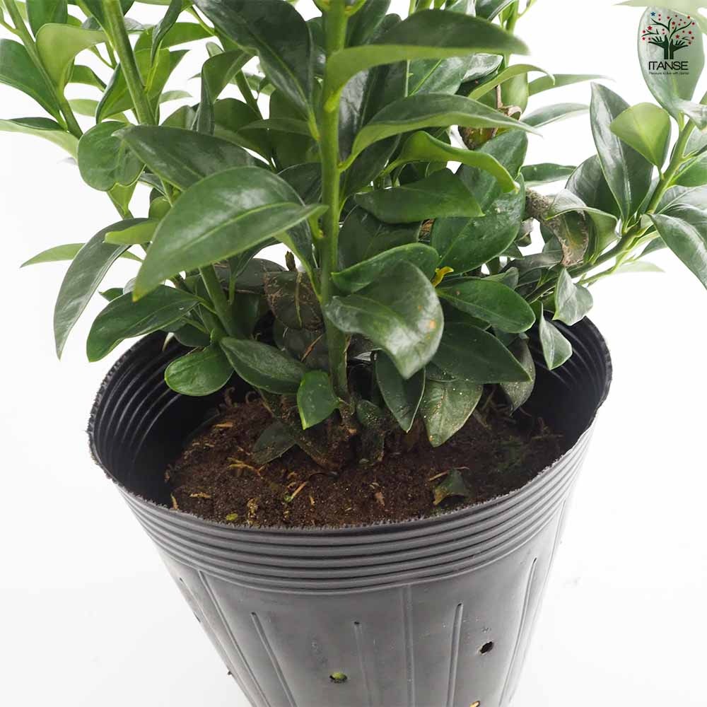 サルココッカ 【花木苗 5号／1個売り】｜ 【植物のITANSE】全品