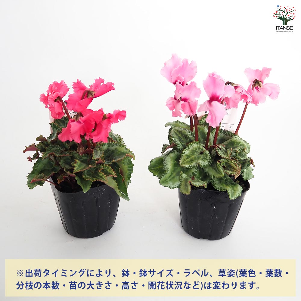 ガーデンシクラメン クリスピーノ色見計い2個~ 【花苗 3号】