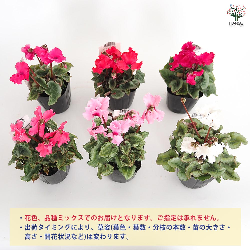 ガーデンシクラメン クリスピーノ色見計い2個~ 【花苗 3号】