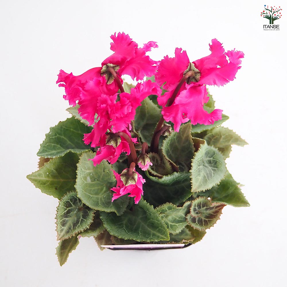 ガーデンシクラメン クリスピーノ色見計い2個~ 【花苗 3号】