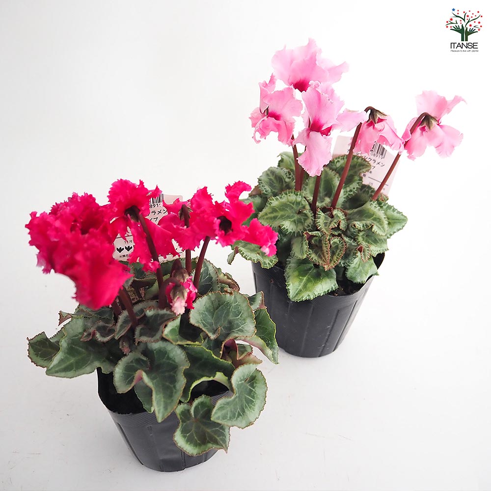 ガーデンシクラメン クリスピーノ色見計い2個~ 【花苗 3号】