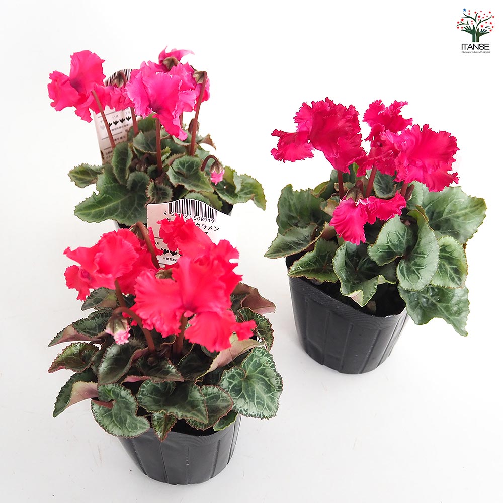 ガーデンシクラメン クリスピーノ色見計い2個~ 【花苗 3号】