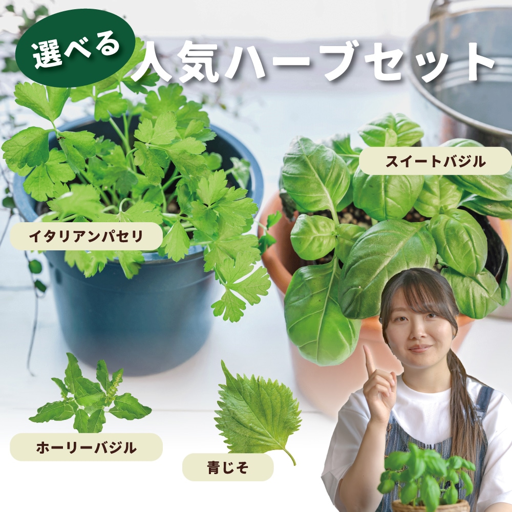 人気ハーブセット 【ハーブの苗 3号】｜ 【植物のITANSE】全品