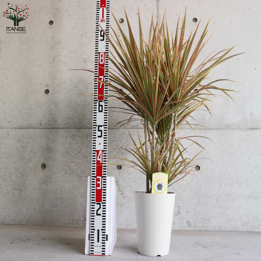 コンシンネ トリカラー【観葉植物 7号鉢/1個売り】