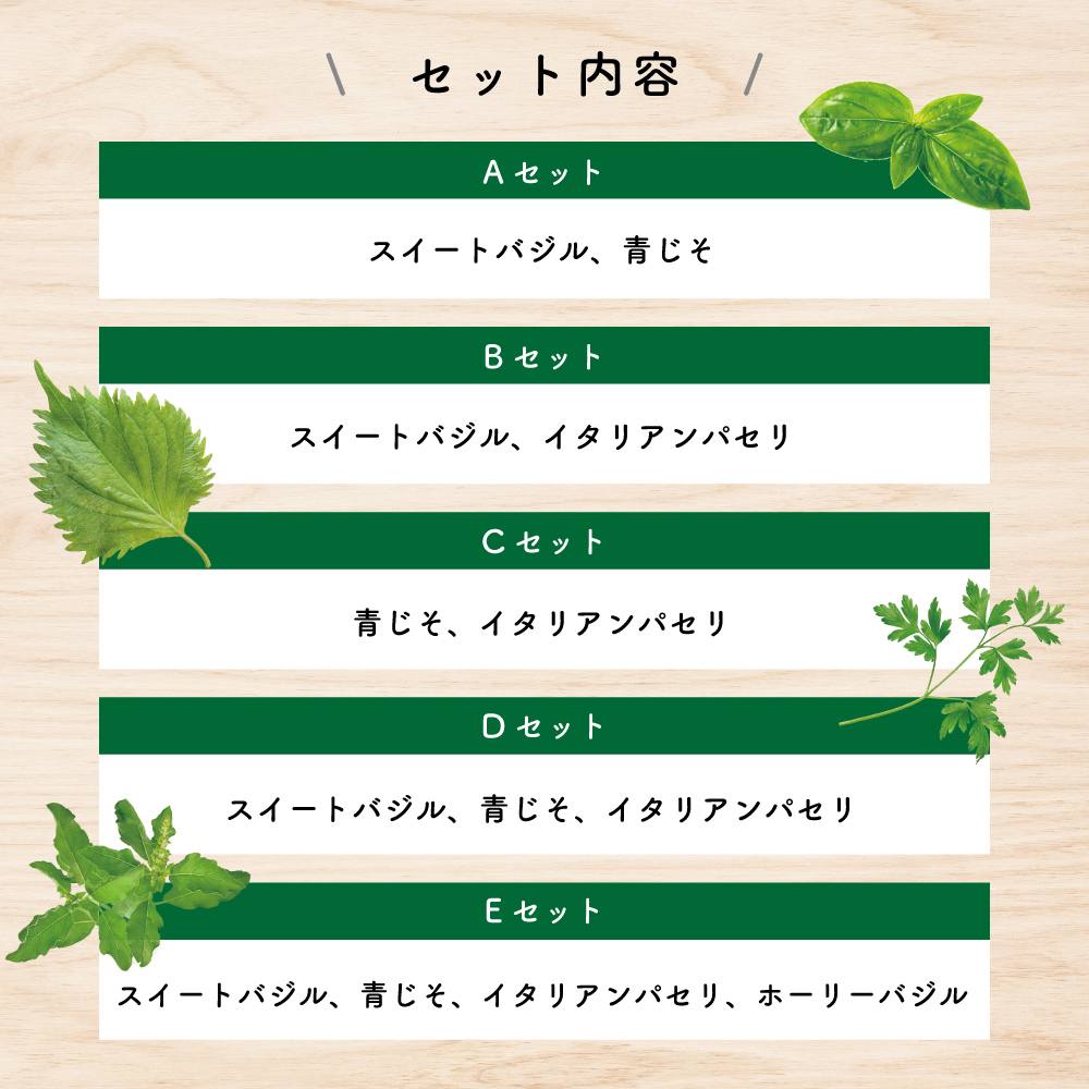 人気ハーブセット 【ハーブの苗 3号】｜ 【植物のITANSE】全品