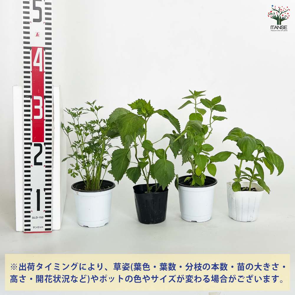 人気ハーブセット 【ハーブの苗 3号】｜ 【植物のITANSE】全品