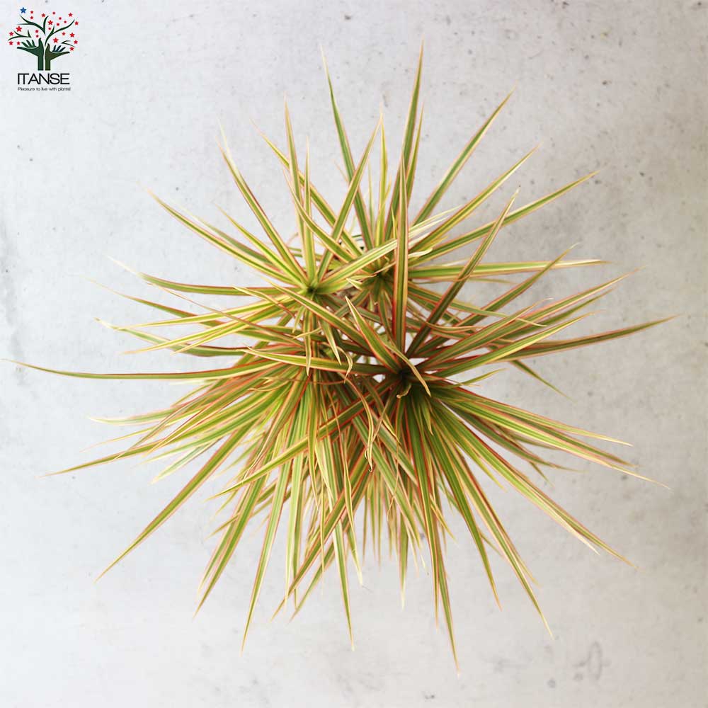 コンシンネ トリカラー【観葉植物 7号鉢/1個売り】