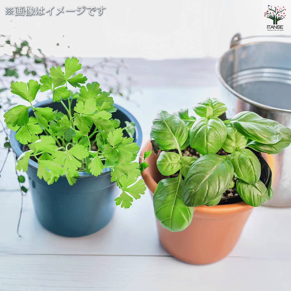 人気ハーブセット 【ハーブの苗 3号】｜ 【植物のITANSE】全品