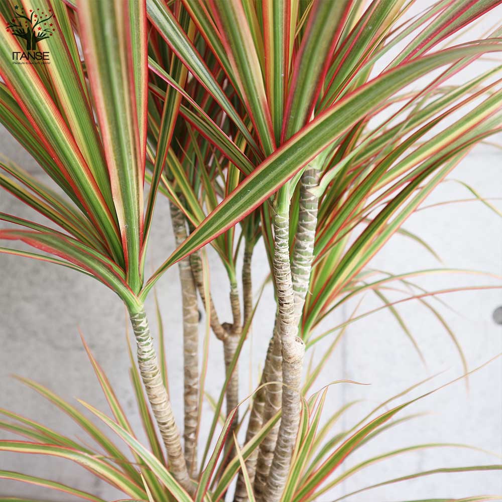 コンシンネ トリカラー【観葉植物 7号鉢／1個売り】｜ 【植物の
