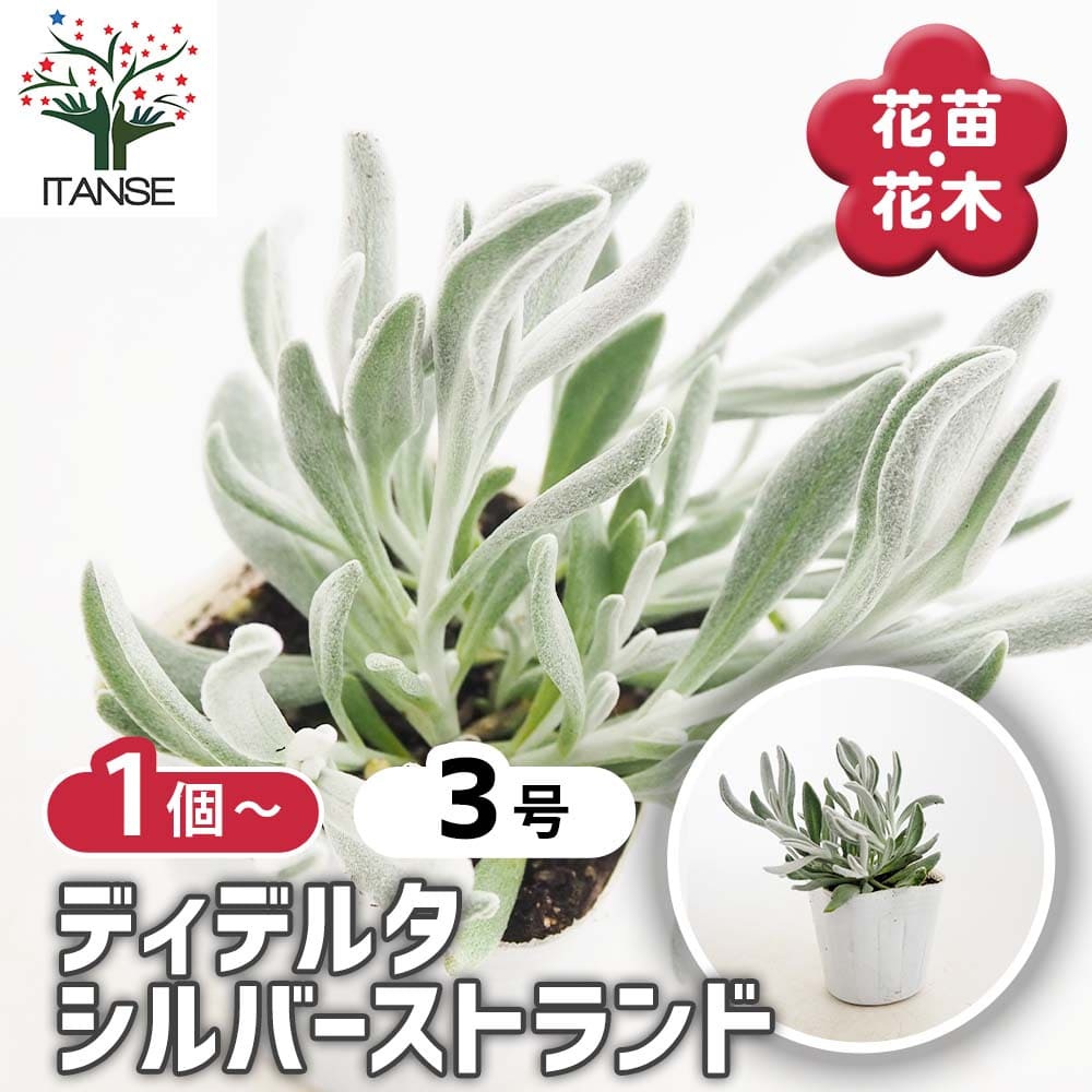 純銀ハンドメイド シルバーカメ・花 ディデルタ シルバーストランド 【花苗 3号】｜ 【植物のITANSE