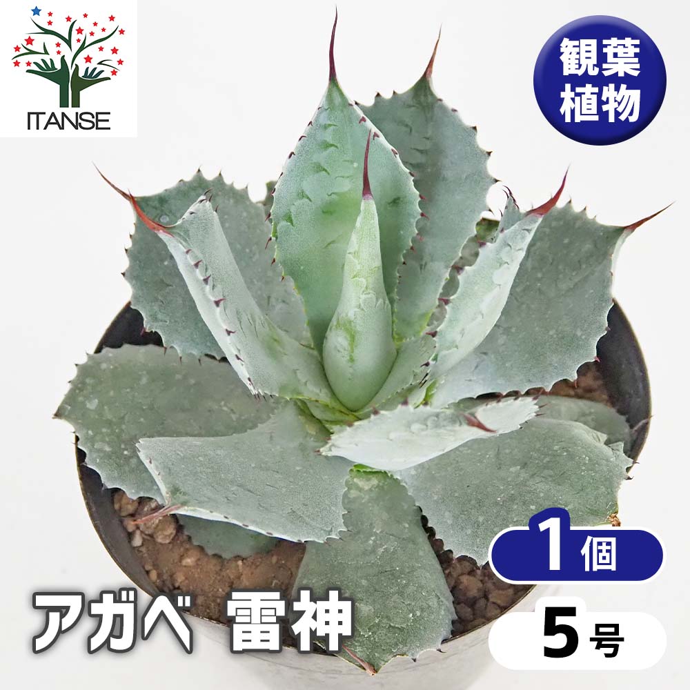アガベ　雷神　 アガベ 雷神 – linkplants -リンクプランツ-
