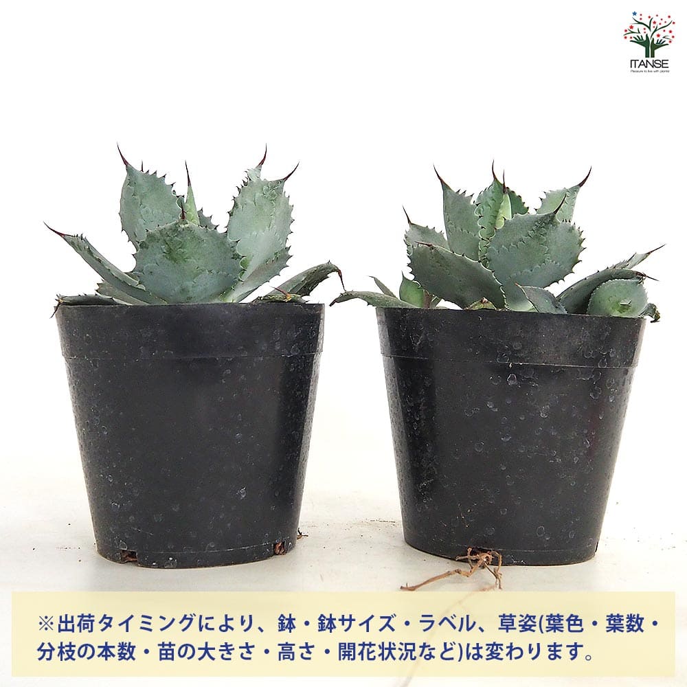 アガベ 雷神 【多肉植物 5号／1個売り】｜ 【植物のITANSE】全品